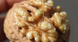 walnut maturation and transparency