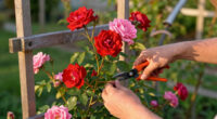 12 Best Climbing Rose Plants in 2026