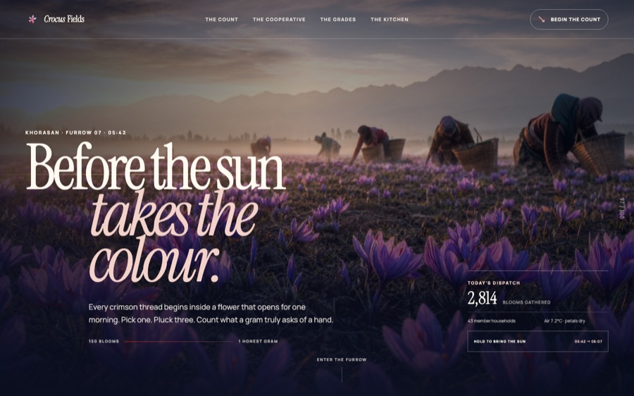 Crocus Fields — The Saffron Count